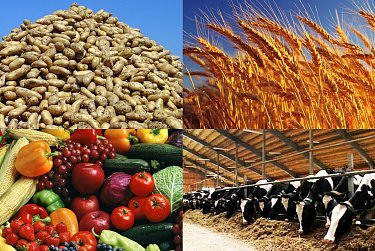 В областном бюджете сохраняются все направления господдержки АПК